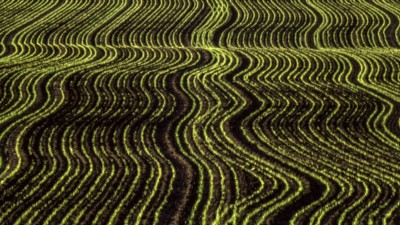 prairie wheat field glows green against rich black soil