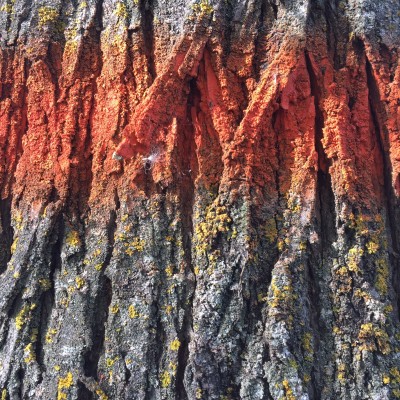 orange stripe on tree trunk