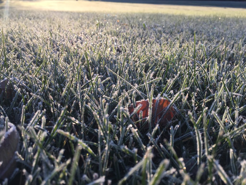 frosty grass in the morning